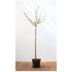 Alnus glutinosa 'Imperialis', Schwarzerle, 80 cm Stammhöhe