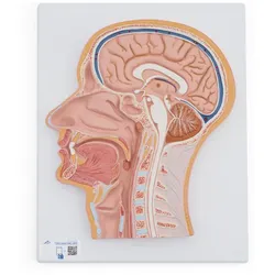 Medianschnitt des Kopfes - 3B Smart Anatomy