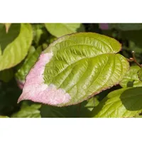 Actinidia Kolomikta Kiwi 40–60 cm Dekoratives Laub