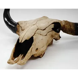 Mendler Deko Schädel 45cm HWC-T454, Polyresin Stier Bulle Longhorn Kopf Trophäe, In-/Outdoor ~ naturfarben