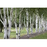 Pflanzen Für Dich Betula utilis Himalaya-Birke 100–150 cm