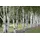 Pflanzen Für Dich Betula utilis Himalaya-Birke 100–150 cm