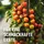 Compo Bio Tomatendünger 1 l