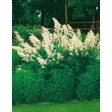 PlantaPro Aruncus sinensis 'Zweiweltenkind' 9x9 cm Topf – Winterhart, Mehrjährig, Pflegeleicht – Chinesischer Geißbart – Staude für Garten & Halbschatten