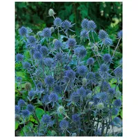 Pflanzen Für Dich Eryngium planum 'Blauer Zwerg', Edeldistel, stahlblau,