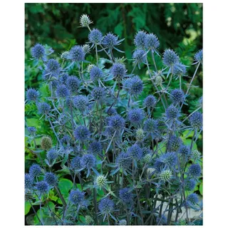 Pflanzen Für Dich Eryngium planum 'Blauer Zwerg', Edeldistel, stahlblau, ca. 9x9 cm Topf