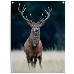 Poster REINDERS "Hirsch", braun (farbe bild(er): braun), B:60cm H:80cm T:0,1cm, Leinwand, Bilder