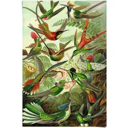 Poster REINDERS "Hummingbirds Vogel - Tiermotiv - Natur - Botanisch - Ernst Haeckel", grün (farbe bild(er): grün), B:61cm H:91,5cm, Papier, Bilder
