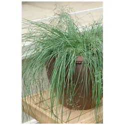 Eragrostis elliottii 'Wind Dancer', Ziergras, ca. 9x9 cm Topf