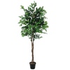 Ficus-Benjamini Multi-Stamm, 180cm