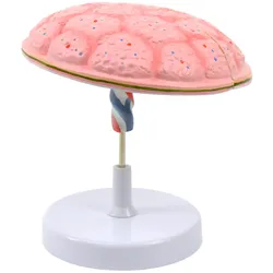 Anatomisches Modell der Plazenta Nabelschnur HeineScientific