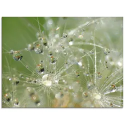 Artland Glasbild »Wassertropfen Pusteblume«, Blumen, (1 St.), in verschiedenen Größen Artland Farbe Bild(er): grün