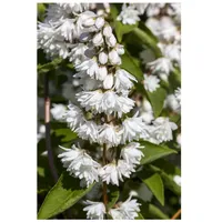 Pflanzen Für Dich Deutzia scabra 'Plena', Maiblumenstrauch, gefüllt, 80–100