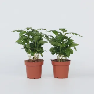 Plant in a Box - Coffea arabica - Höhe 25-40cm