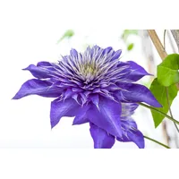 Pflanzen Für Dich Clematis Hybride 'Multi Blue' Waldrebe Blau