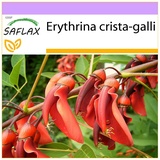 Saflax - Karibischer Korallenstrauch - 6 Samen - Erythrina crista galli