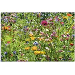 Wandbild ARTLAND "Bunte Blumenwiese", bunt (farbe bild(er): bunt), B:120cm H:80cm, Bilder, als Alubild, Outdoorbild, Leinwandbild, Poster, Wandaufkleber