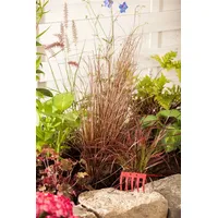 Pflanzen Für Dich Carex buchananii 'Red Rooster', Rotbraune Segge,