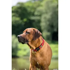 Hunter Halsband Neopren Vario Plus Größe M rot/schwarz