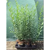 Pflanzen Für Dich Ligustrum vulgare 'Atrovirens', 60–100 cm