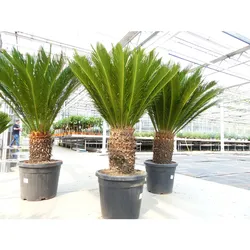 Mega Palmfarn 140 - 160 cm Cycas Revoluta   bis 90 cm Stammumfang   Sagopalme Palme   innen + außen