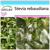 Saflax - - Stevia rebaudiana