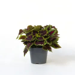 Plant in a Box - Coleus - Coleus scutellarioides - Höhe 25-35cm - Topf 17cm