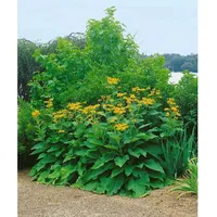 Pflanzen Für Dich Inula magnifica, Pracht-Alant, ca. 9x9 cm