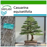 Saflax - Bonsai - Casuarina equisetifolia