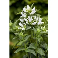 Pflanzen Für Dich Campanula glomerata Alba ca. 9x9 cm