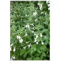 Pflanzen Für Dich Melittis melissophyllum 'Alba', Weißer Honigklee, ca.
