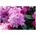 Pflanzen Für Dich Rhododendron yakushimanum Arabella rosa Blüten 40 50 cm