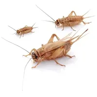 proinsects Heimchen groß 1000 STK. - Futterinsekten
