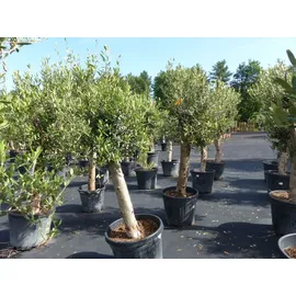 grünwaren gruenwaren jakubik Olive "Angebot" 150 - 180 cm, beste Qualität, winterhart, Olea Europaea