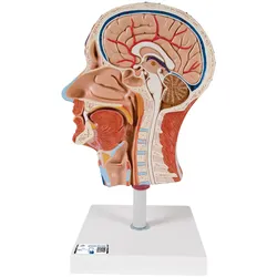 Halbes Kopfmodell mit Muskulatur - 3B Smart Anatomy