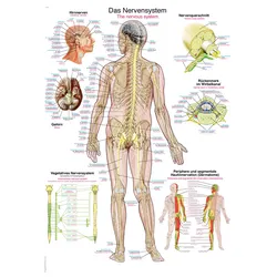 Lehrtafel Das Nervensystem 70x100cm