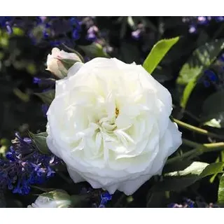 Beetrose 'Alabaster®', Weiß