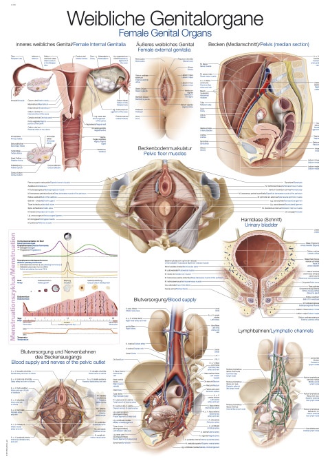 Lehrtafel  Weibliches Genital 50x70cm