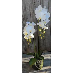 Künstliche Orchidee Phalaenopsis in 'Erde', 2-fach, 75 cm, Real Touch, weiß