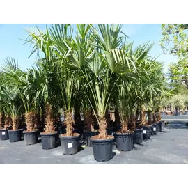 grünwaren XXL Palme winterhart 180 - 190 cm Trachycarpus fortunei, Hanfpalme,