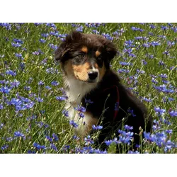 Fototapete PAPERMOON "Hütehund Welpe Australian Sheppard in Blumenwiese", bunt, B:3,00m L:2,23m, Vlies, Tapeten