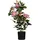 Paperflow meet powered by PAPERFLOW ROSENSTOCK Kunstpflanze 54,0 cm