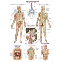 Lehrtafel Das Lymphsystem 70x100cm