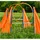 pfotenwunder® Agility-Hürde groß blau