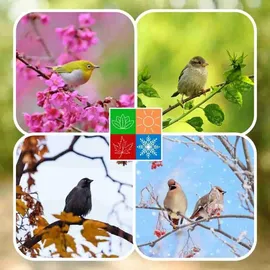 KLASEBO Fettfutter 25 kg, Vogelfutter, Streufutter, Wildvogelfutter, Wildvogelmischung