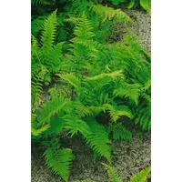 Pflanzen Für Dich Athyrium filix-femina 'Rotstiel' Frauenfarn, ca. 9x9
