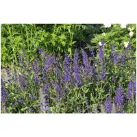 Pflanzen Für Dich Salvia nemorosa Viola Klose', Steppensalbei, ca.