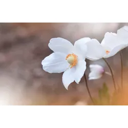 Fototapete PAPERMOON "BLUMEN-ANEMONE MAKRO ABSTRAKT KUNST WIESE NATUR PFLANZE", bunt, B:4,00m L:2,60m, Vlies, Tapeten