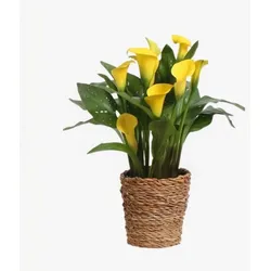 Plant in a Box - Calla 'Ruby' - Zantedeschia - Gelb - Höhe 30-40cm - Topf 12cm