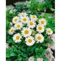Pflanzen Für Dich Aster alpinus 'Weiße Schöne' Alpenaster, ca.